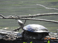 Actinemys marmorata marmorata