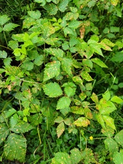 Rubus spectabilis