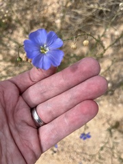 Linum lewisii