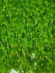 Ranunculus trichophyllus