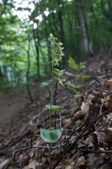 Epipactis persica