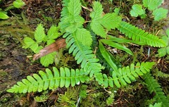Struthiopteris spicant
