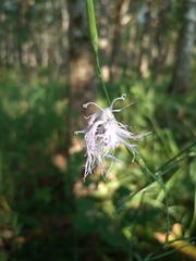 Dianthus superbus