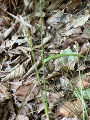 Carex digitata
