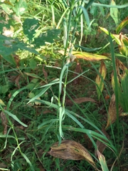 Dianthus superbus