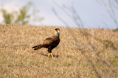 Caracara plancus