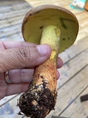 Baorangia bicolor
