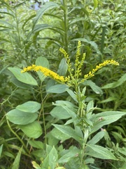 Solidago juncea