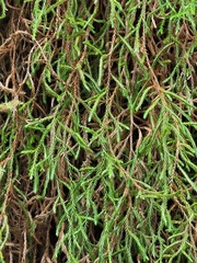 Selaginella oregana
