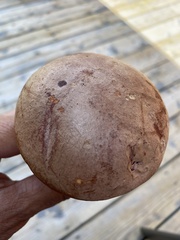 Baorangia bicolor
