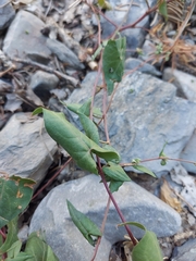 Fallopia convolvulus