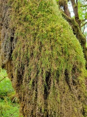 Selaginella oregana
