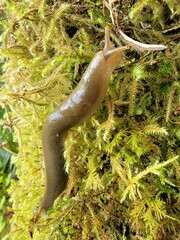 Ariolimax columbianus