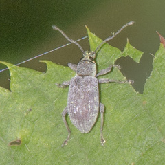 Cyrtepistomus castaneus