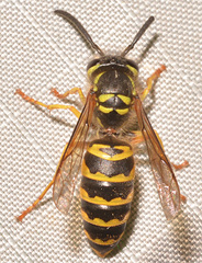 Vespula maculifrons