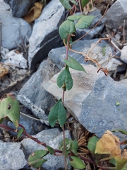 Fallopia convolvulus