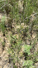 Asclepias subverticillata