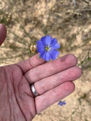 Linum lewisii