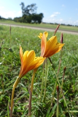 Zephyranthes tubispatha