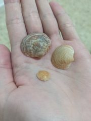 Glycymeris glycymeris