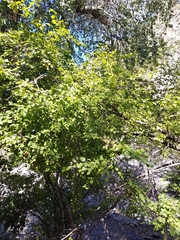 Betula occidentalis