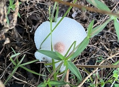 Leucoagaricus americanus