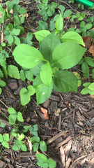 Celastrus orbiculatus