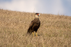 Caracara plancus