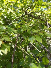 Betula occidentalis