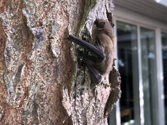 Pipistrellus pipistrellus