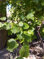 Betula occidentalis
