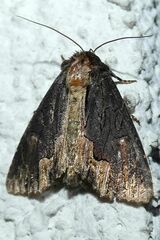 Dypterygia scabriuscula