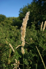 Melica transsilvanica