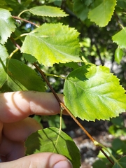 Betula occidentalis