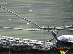 Actinemys marmorata marmorata