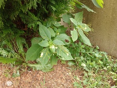 Impatiens parviflora