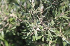 Quercus ilex