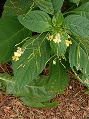 Impatiens parviflora