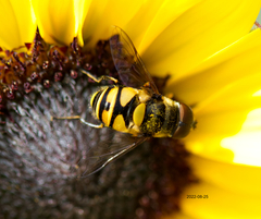Eristalis transversa