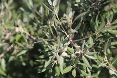 Quercus ilex