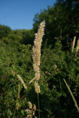 Melica transsilvanica
