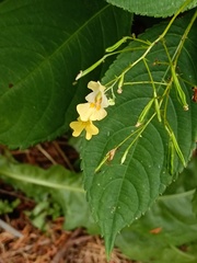 Impatiens parviflora