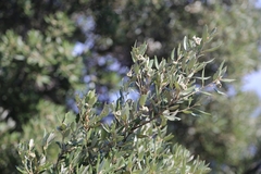 Quercus ilex
