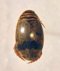 Thermonectus nigrofasciatus nigrofasciatus