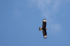 Caracara plancus