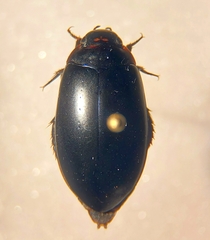 Rhantus atricolor