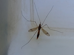 Nephrotoma crocata