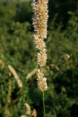 Melica transsilvanica