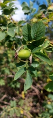 Rosa canina