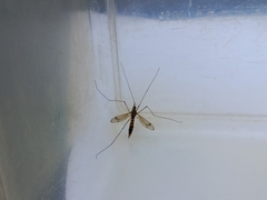 Nephrotoma crocata